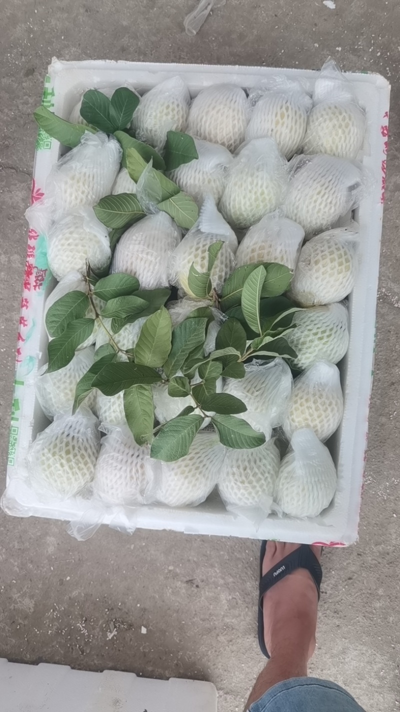 芭乐一条龙