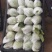 芭乐一条龙