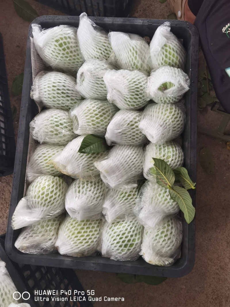 芭乐一条龙