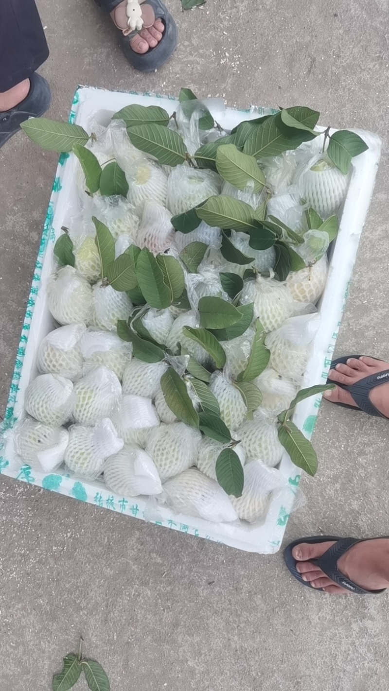 芭乐一条龙