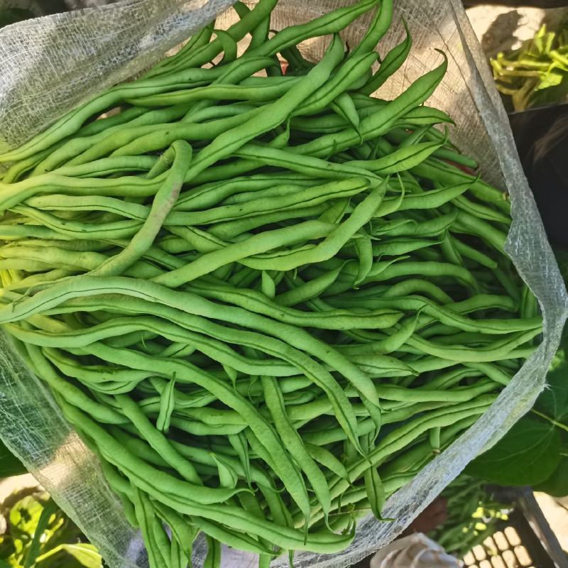 高原菜四季豆