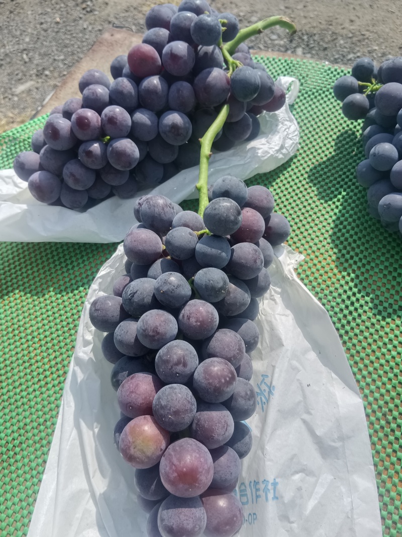 夏黑葡萄精品在线