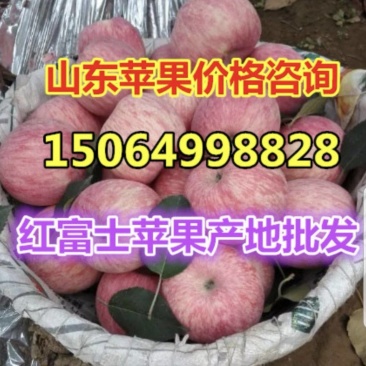 早熟鲁丽美八苹果产地直发价格低，质量好！信誉好！