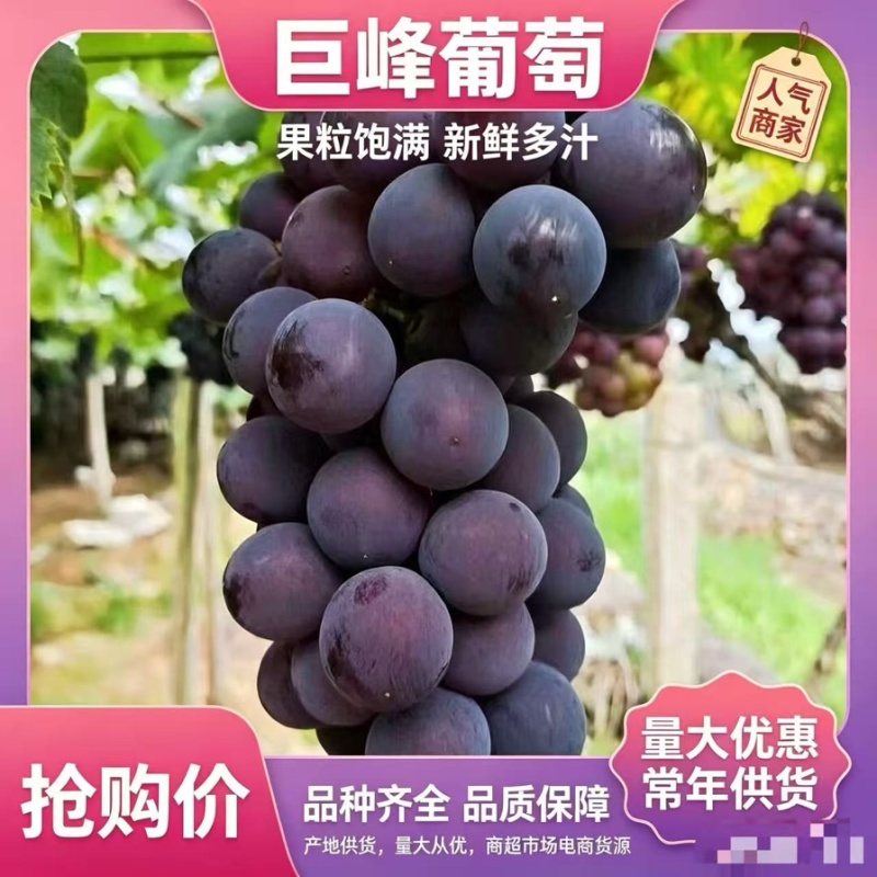 成都龙泉巨丰葡萄自家果园品质保证诚信经营欢迎联系