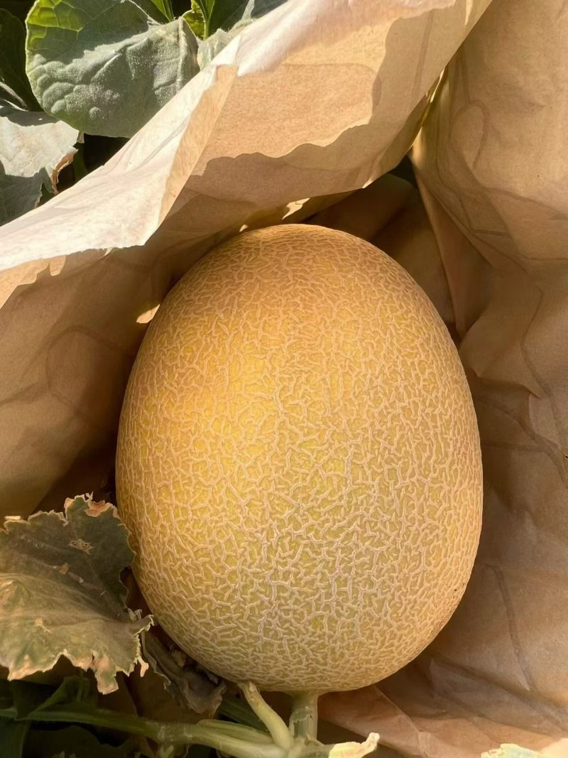 精品哈密瓜金色年华大量有货品质保证价格合理