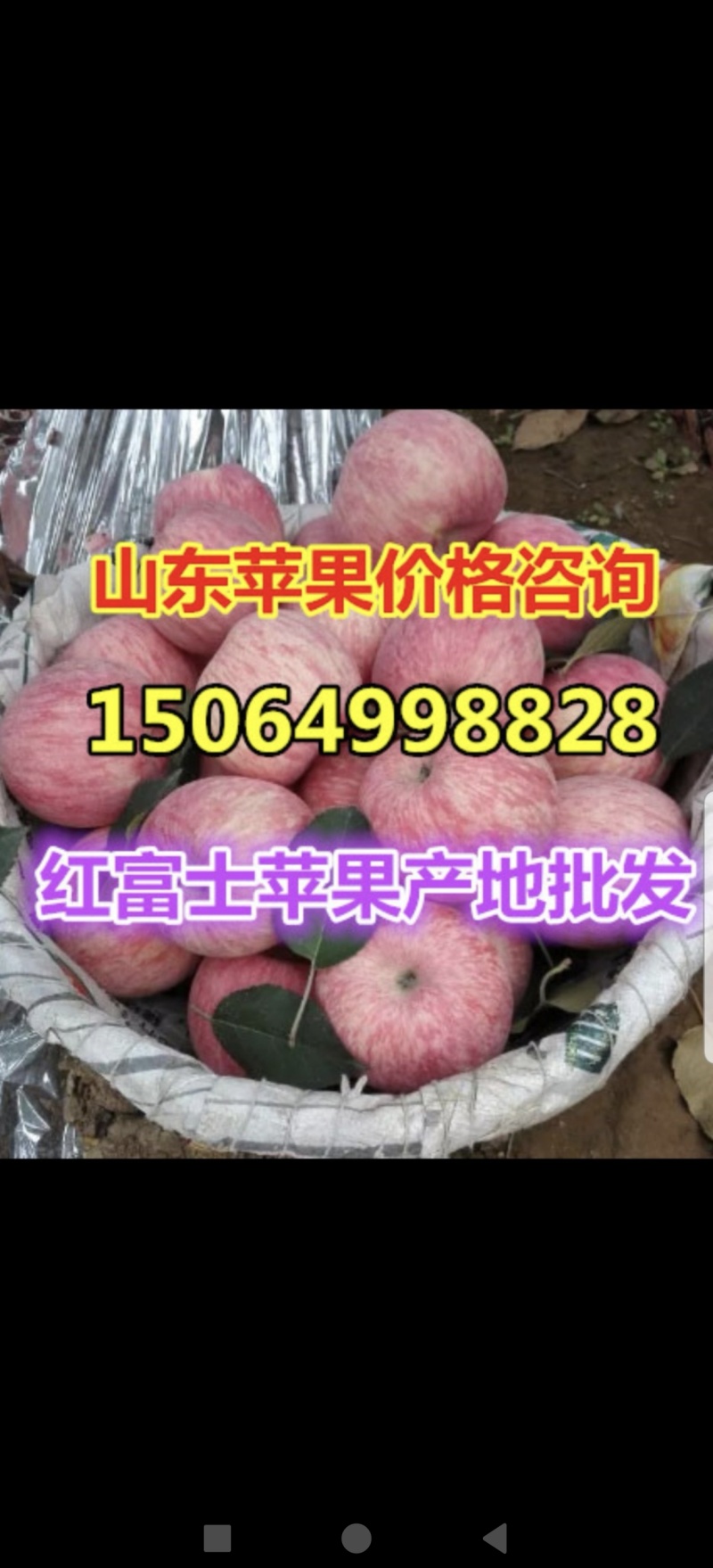 早熟鲁丽美八苹果产地直发价格低，质量好！信誉好！