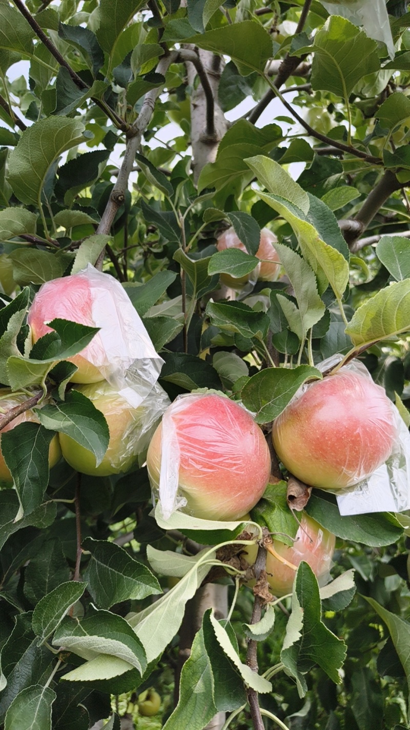 河南省郑州市中牟县美八苹果脆甜多汁需要的老板联系