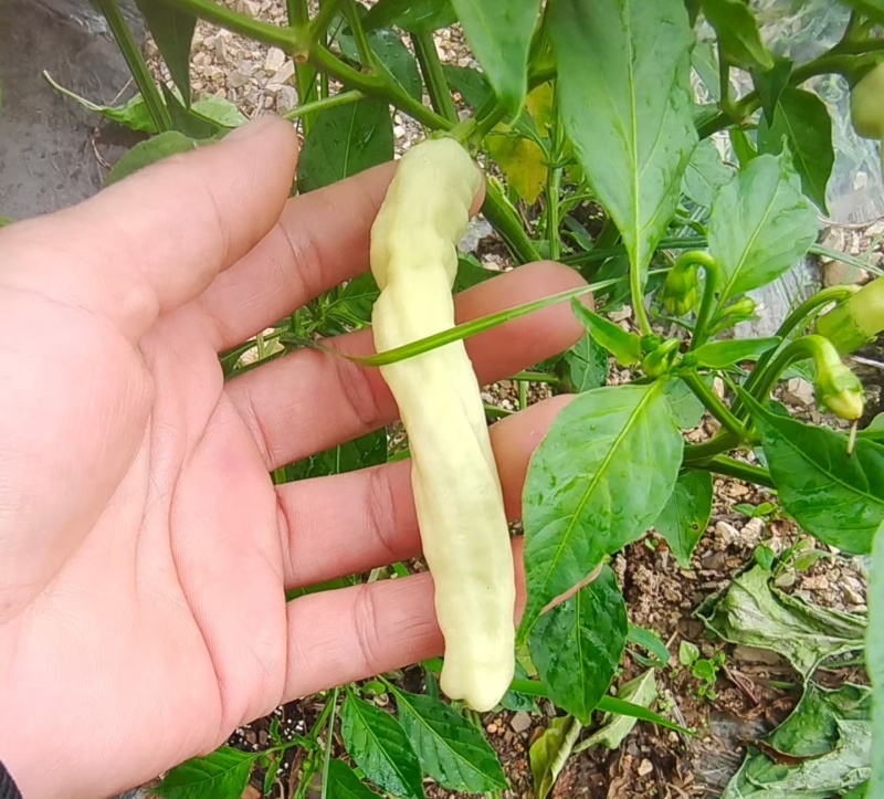 白米椒