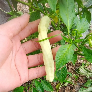 白米椒