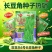 豆豆乐6号白绿条长豆角种子豇豆种子籽少肉厚抗病耐老化高产