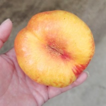 油蟠桃