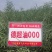 德超油000杂交高产油菜种子矮杆耐寒抗倒油菜籽油率高油菜