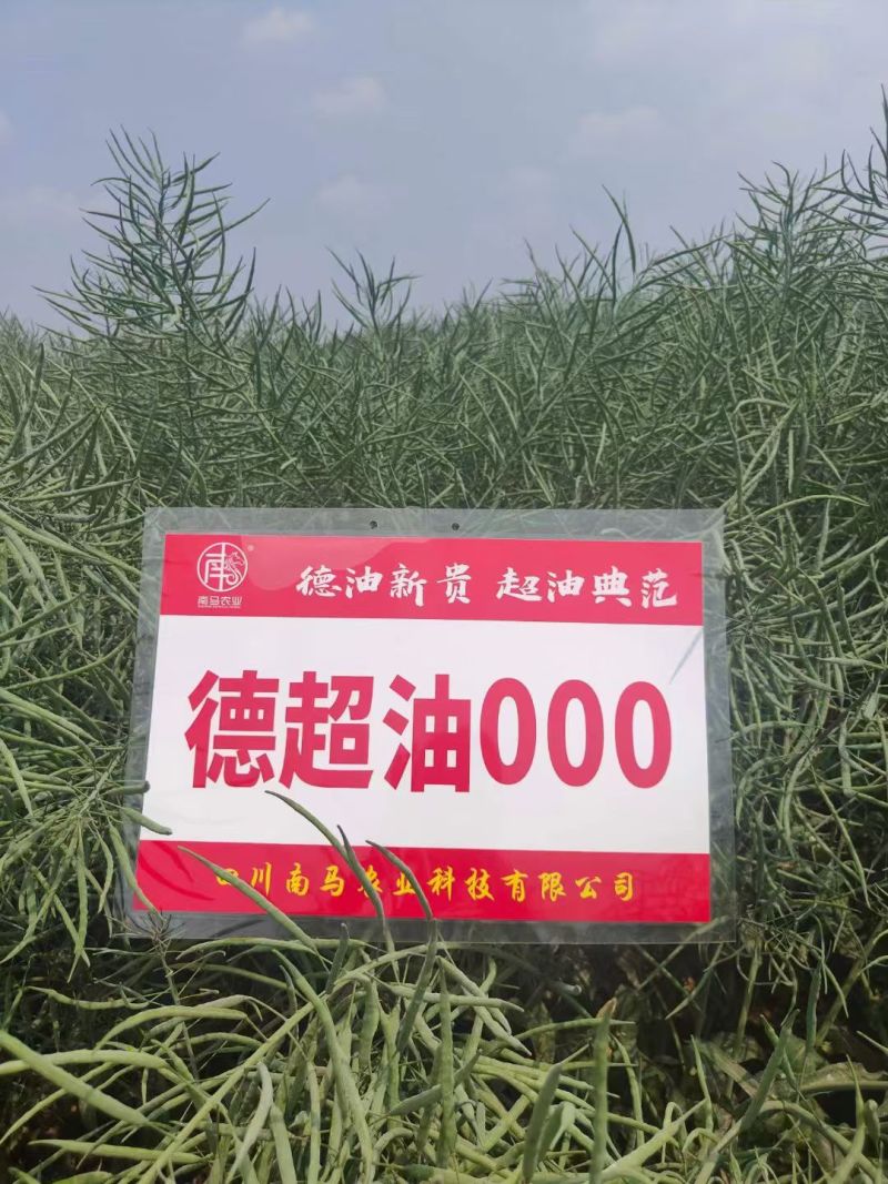 德超油000杂交高产油菜种子矮杆耐寒抗倒油菜籽油率高油菜