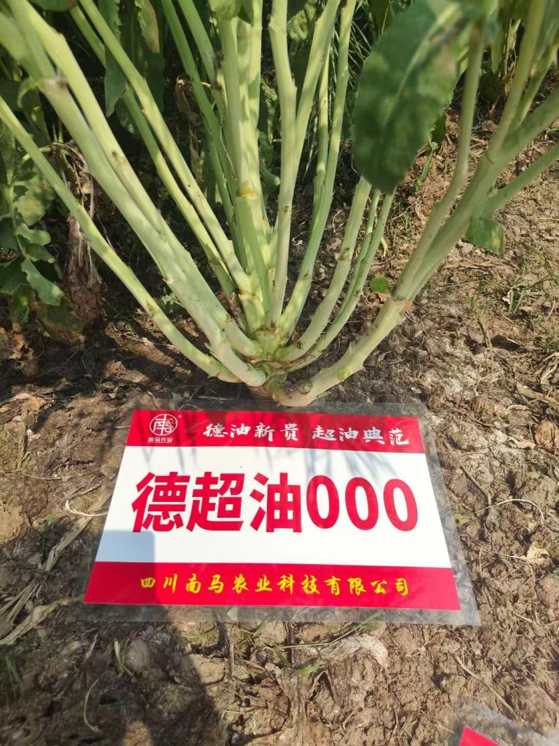 德超油000杂交高产油菜种子矮杆耐寒抗倒油菜籽油率高油菜