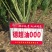 德超油000杂交高产油菜种子矮杆耐寒抗倒油菜籽油率高油菜
