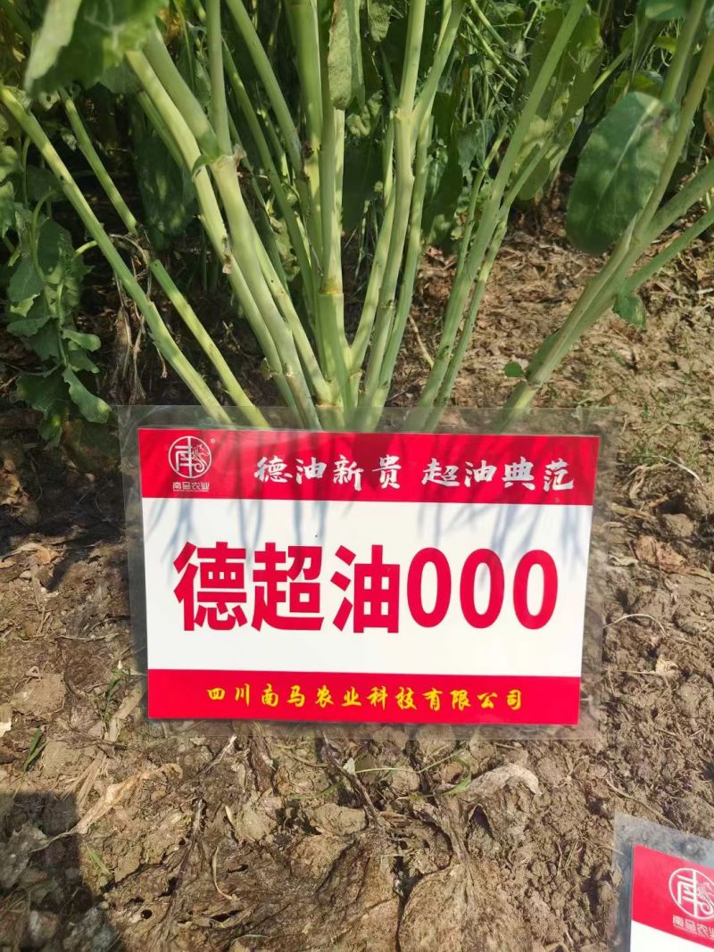 德超油000杂交高产油菜种子矮杆耐寒抗倒油菜籽油率高油菜