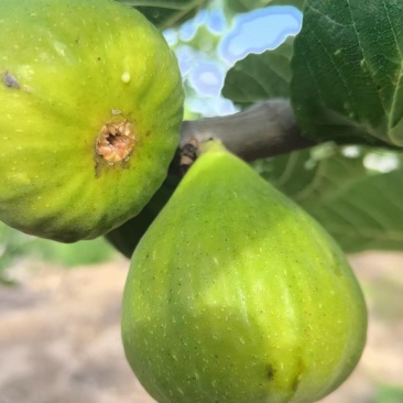 山东精品无花果批发威海青皮无花果大量供应现摘现发