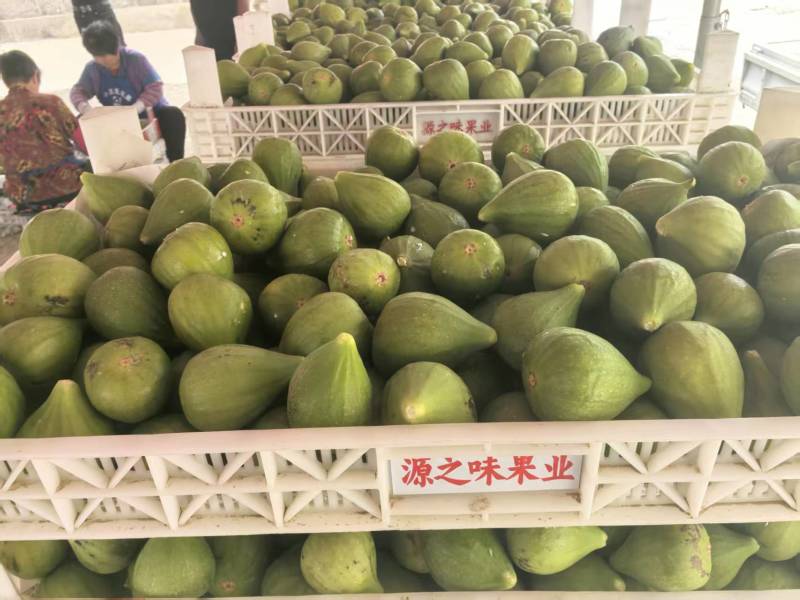 山东精品无花果批发威海青皮无花果大量供应现摘现发