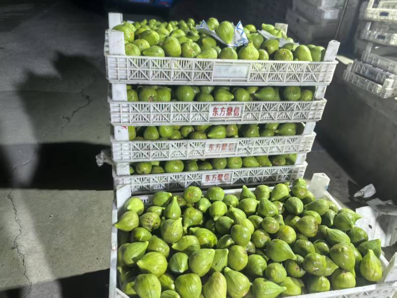 山东精品无花果批发威海青皮无花果大量供应现摘现发