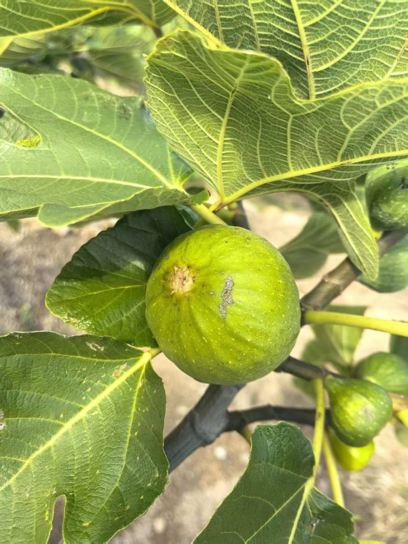 山东精品无花果批发威海青皮无花果大量供应现摘现发
