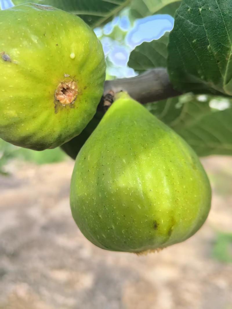 山东精品无花果批发威海青皮无花果大量供应现摘现发
