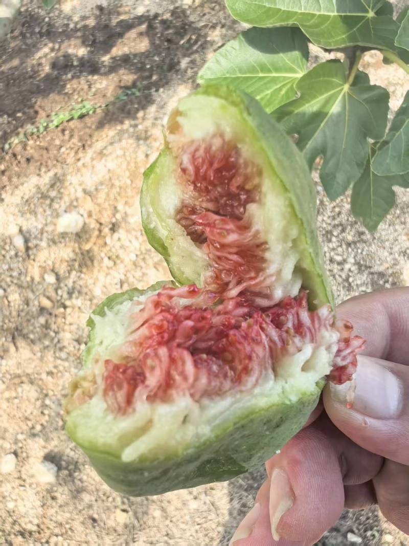 山东精品无花果批发威海青皮无花果大量供应现摘现发