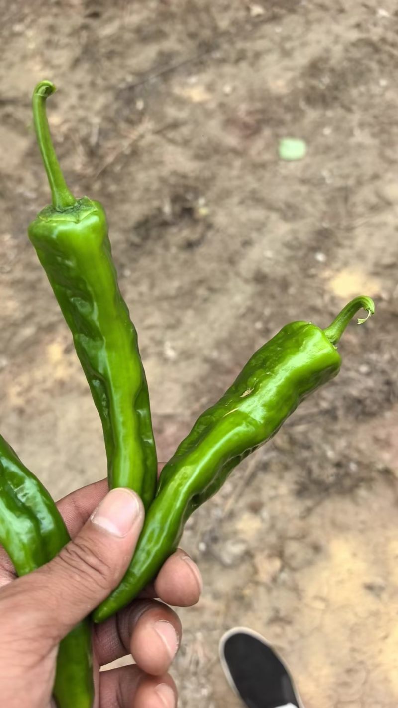 产地直发辣妹子大量现货，
