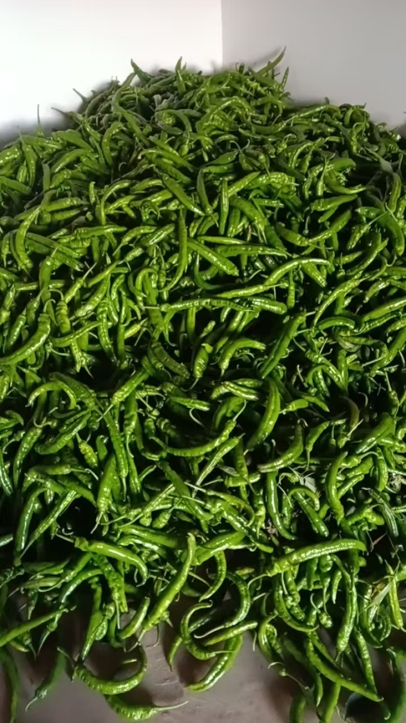 湖北神农架高山新鲜青杭椒，每日清晨现摘，自然露天种植，
