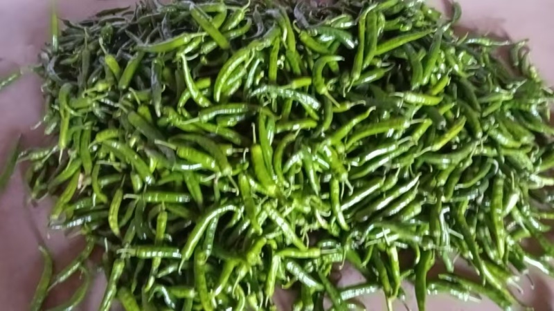 湖北神农架高山新鲜青杭椒，每日清晨现摘，自然露天种植，