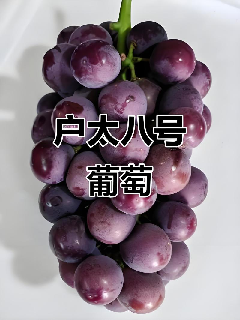 户太八号/夏黑葡萄/沪红提葡萄/阳光玫瑰葡萄/浪漫红颜