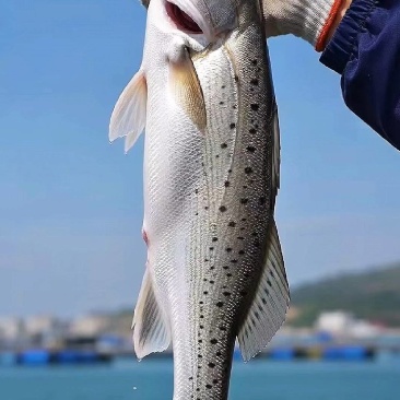 白胶海鲈鱼/产地直供/单条包装/工厂加工/量大价格优惠