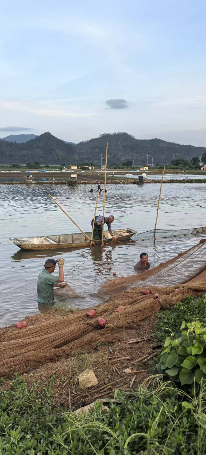 白胶海鲈鱼/产地直供/单条包装/工厂加工/量大价格优惠