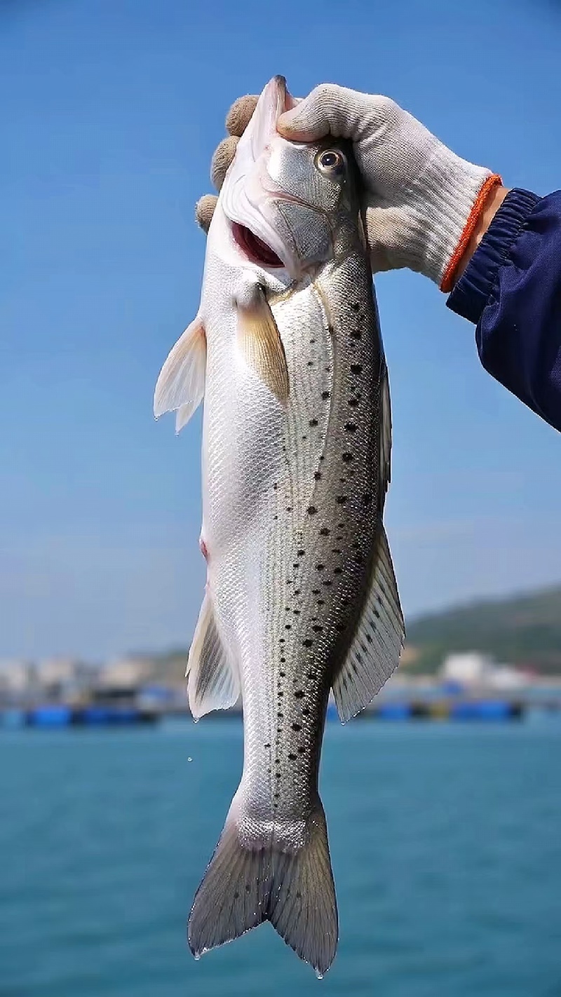 白胶海鲈鱼/产地直供/单条包装/工厂加工/量大价格优惠