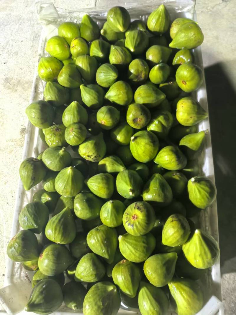威海青皮无花果批发千亩果园现摘现发品种优良软糯香甜
