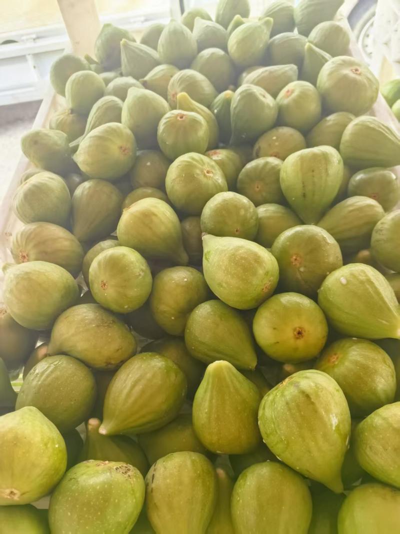 威海青皮无花果批发千亩果园现摘现发品种优良软糯香甜