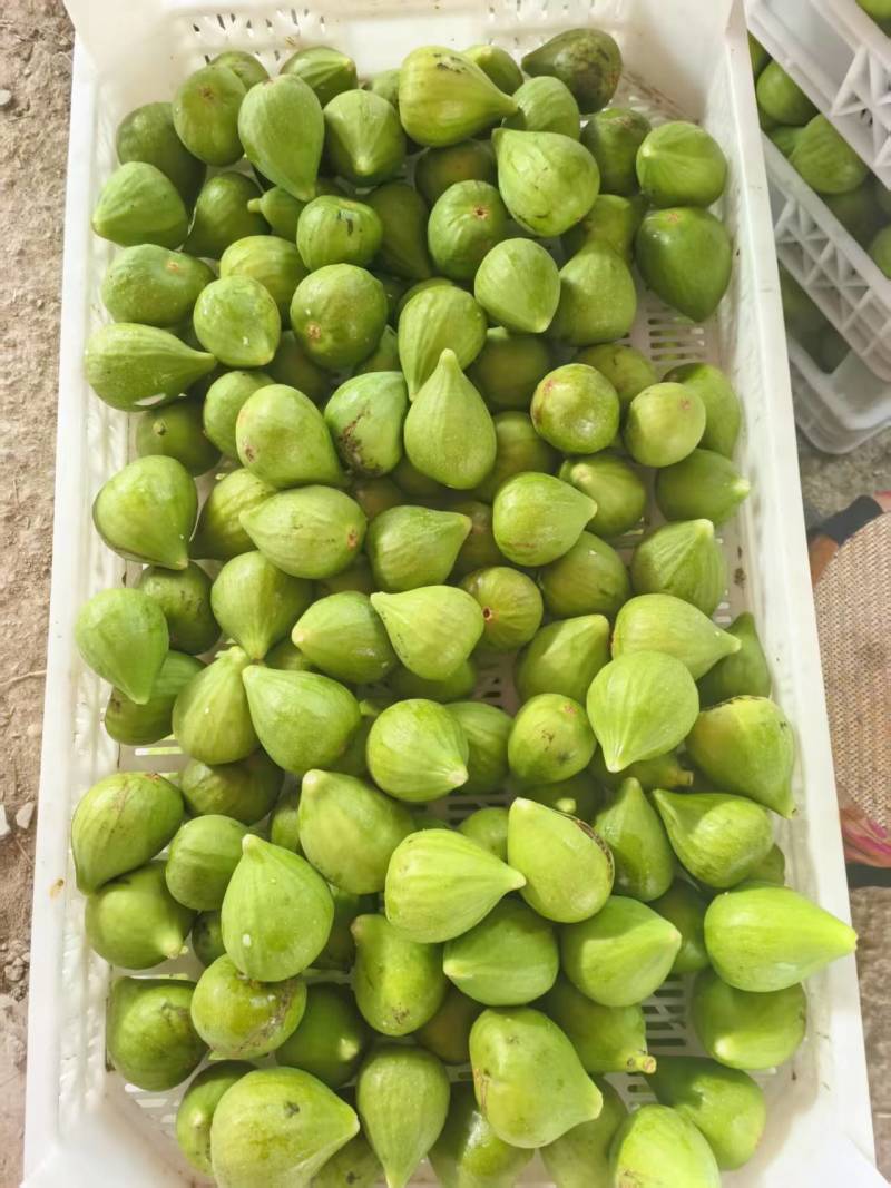 威海青皮无花果批发千亩果园现摘现发品种优良软糯香甜