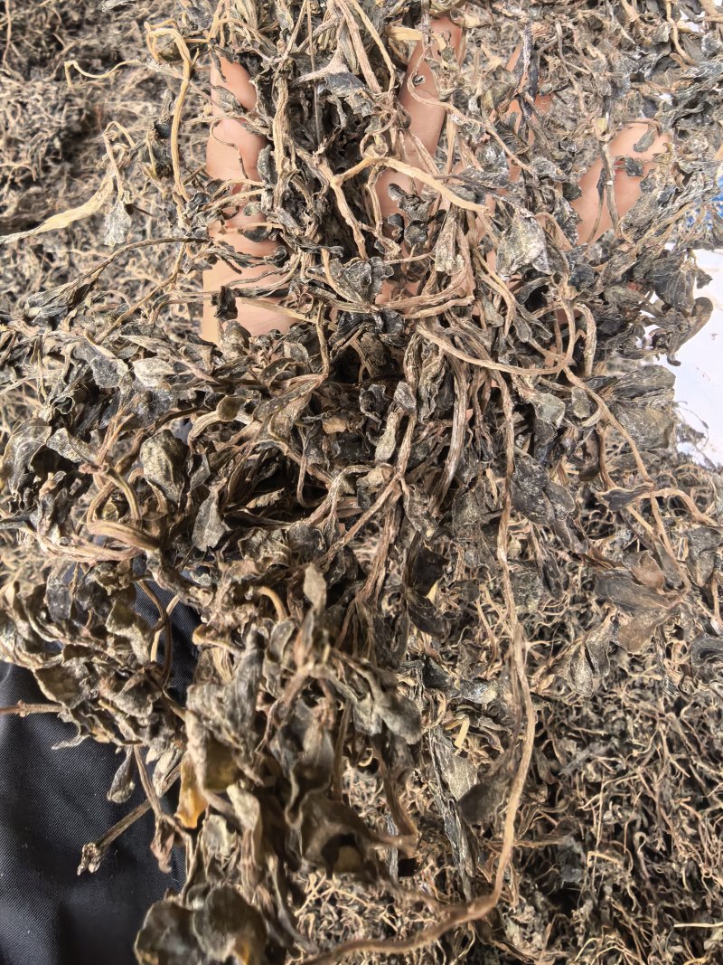 马齿笕