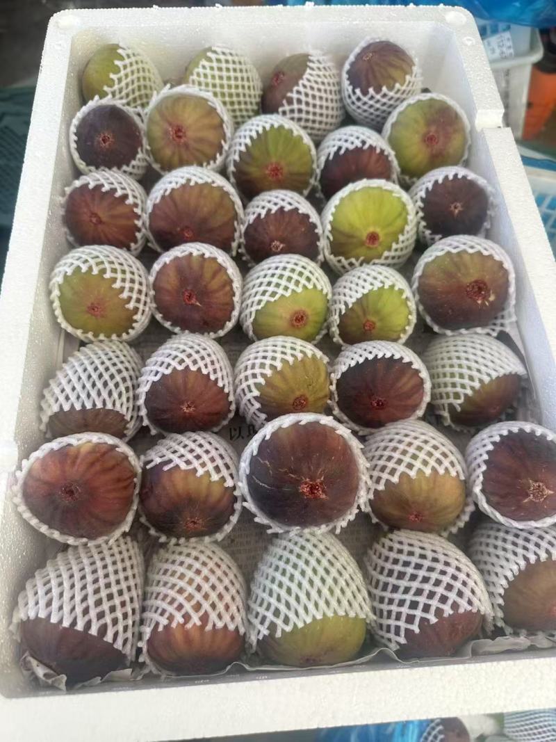 山东无花果大量供应对接全国商超档口社区团购欢迎洽谈