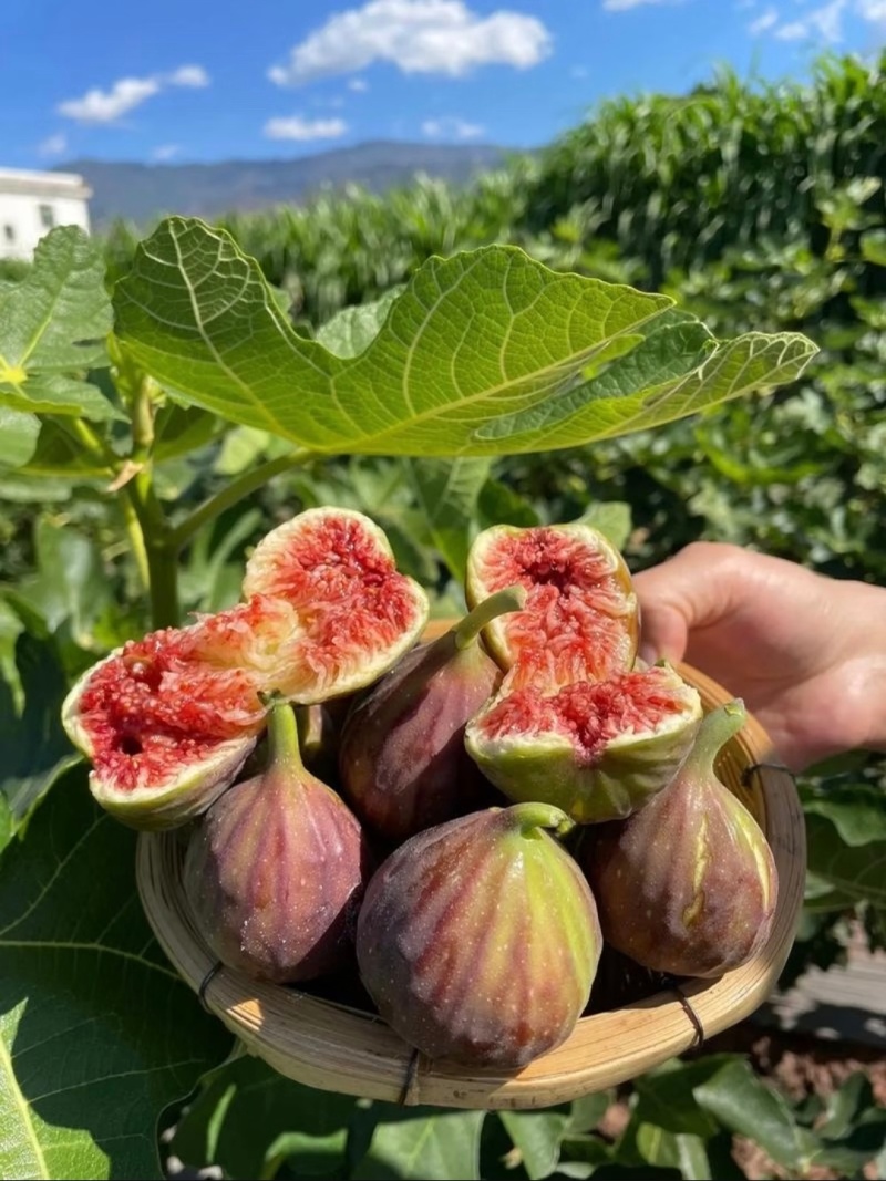 山东无花果大量供应对接全国商超档口社区团购欢迎洽谈
