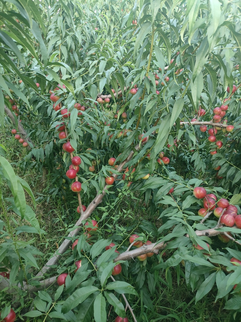 珍珠枣油桃3号