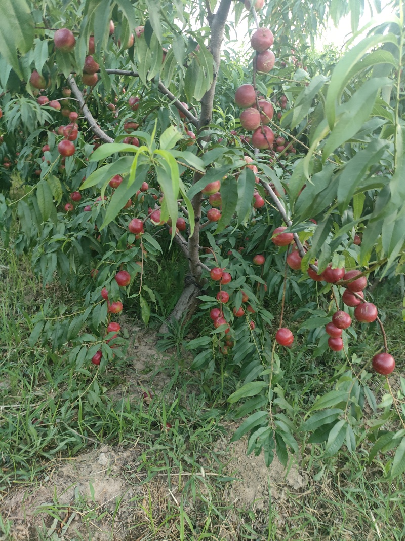 珍珠枣油桃3号