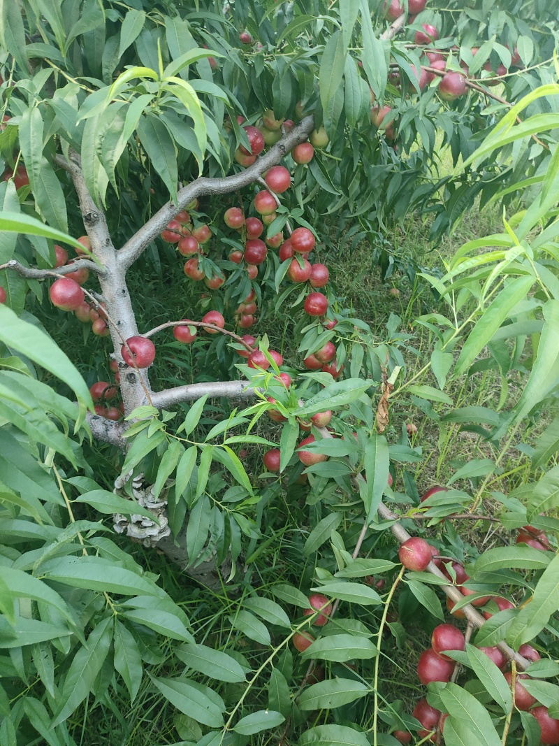 珍珠枣油桃3号