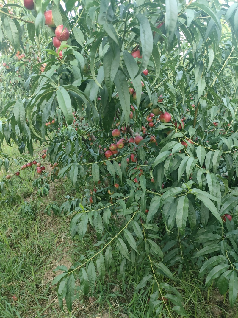 珍珠枣油桃3号