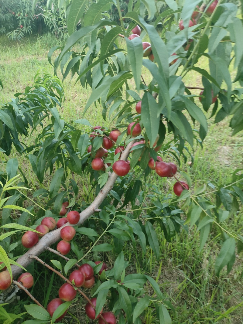 珍珠枣油桃3号