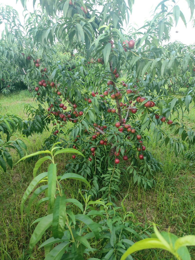 珍珠枣油桃3号