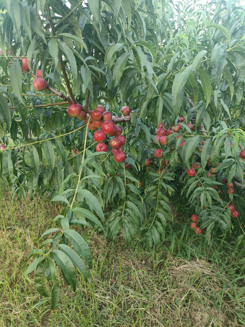 珍珠枣油桃3号