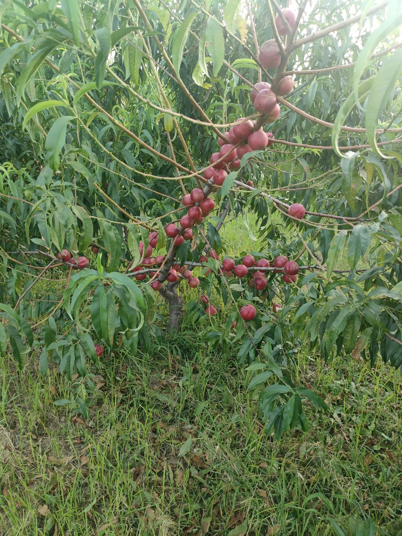 珍珠枣油桃3号
