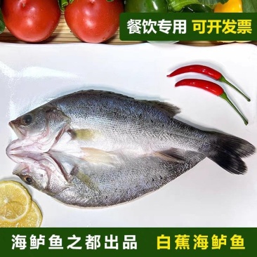 （白蕉海鲈鱼）冷冻批发/一件代发/珠海直发/全国供应批发