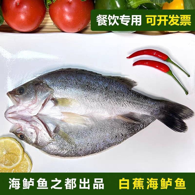 （白蕉海鲈鱼）冷冻批发/一件代发/珠海直发/全国供应批发