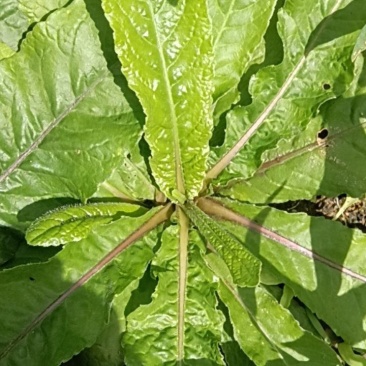 博白那林鲜地胆头